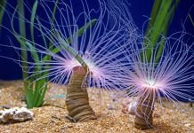 Valencia, Spanien L'Oceanogràfic OL'Oceanogràfic Ozeaneu_Valencia_Spanien