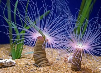 Valencia, Spanien L'Oceanogràfic OL'Oceanogràfic Ozeaneu_Valencia_Spanien