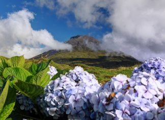 Azoren, Portugal Insel_Pico_Azoren_Portugal