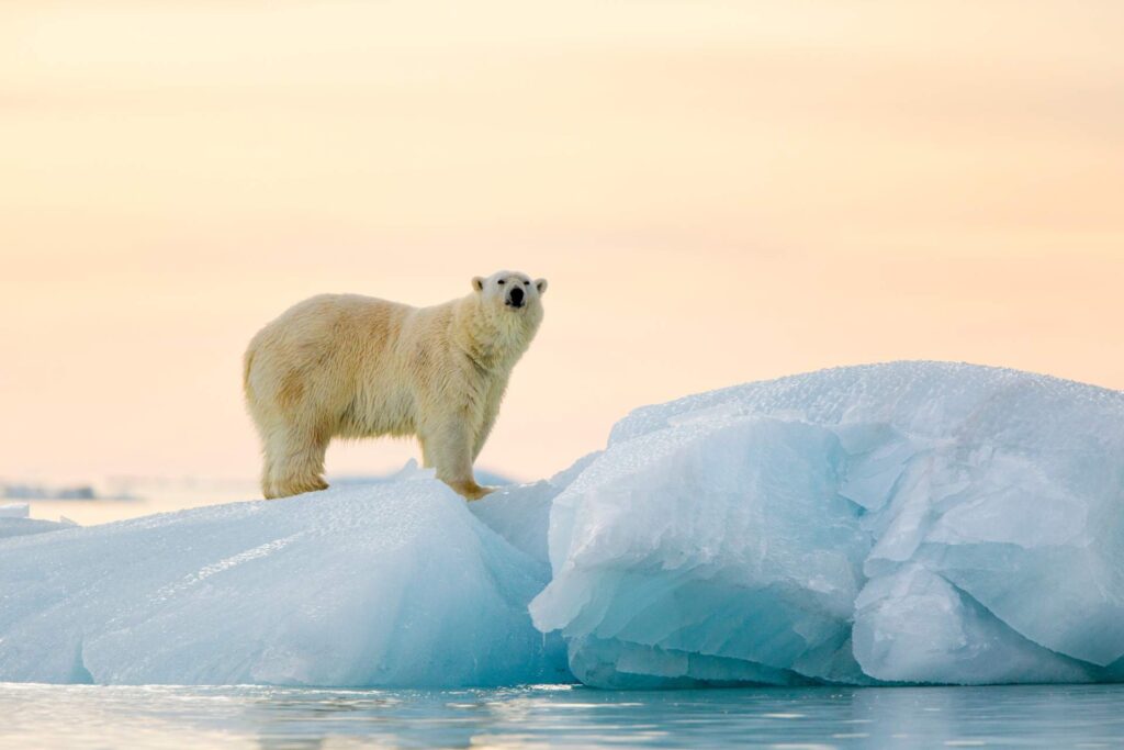 eisbaer-spitzbergen-norwegen